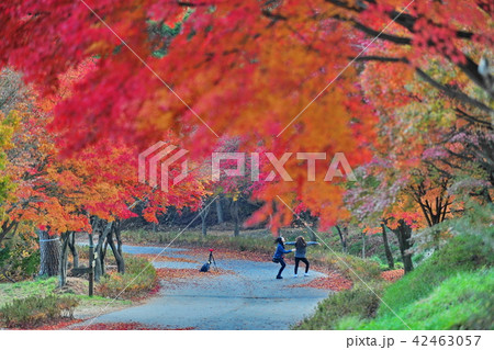 紅葉 秋 落葉 42463057