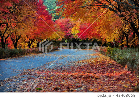 紅葉 秋 落葉 42463058