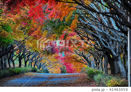 紅葉 秋 落葉 42463059
