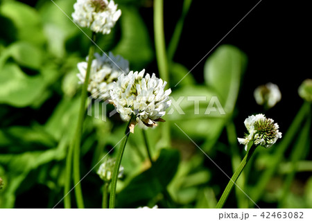 三鷹中原に咲く白いクローバー（シロツメグサ） 42463082