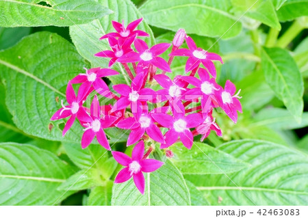 三鷹中原に咲く赤いペンタス 三鷹中原に咲く赤いペンタス 42463083