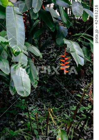 Beautiful Red Heliconia Flower in tropical garden Beautiful Red Heliconia Flower in tropical garden 42463216