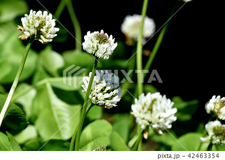 三鷹中原に咲く白いクローバー（シロツメグサ） 42463354