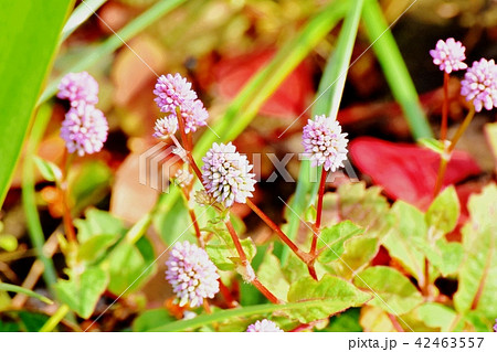 三鷹中原に咲くヒメツルソバ 三鷹中原に咲くヒメツルソバ 42463557
