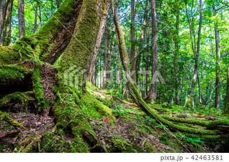 富士山 青木ヶ原樹海 42463581