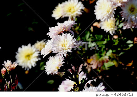 三鷹中原に咲く白いスプレーギク 42463713