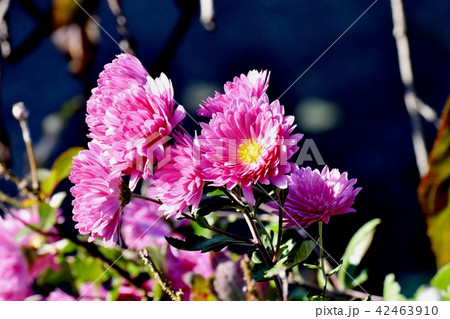 三鷹中原に咲くピンクのスプレーギク 42463910
