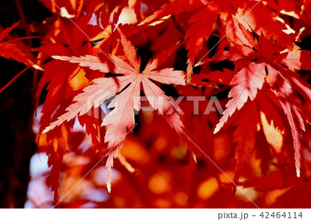 三鷹中原 紅葉したカエデの葉 42464114