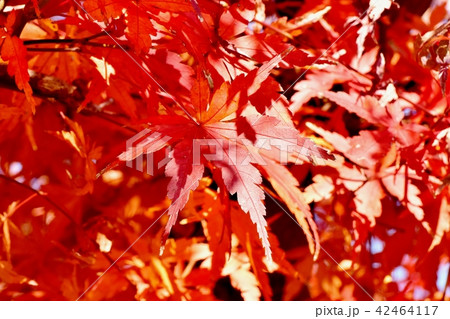 三鷹中原 紅葉したカエデの葉 42464117