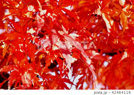 三鷹中原 紅葉したカエデの葉 三鷹中原 紅葉したカエデの葉 42464119
