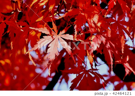 三鷹中原 紅葉したカエデの葉 42464121