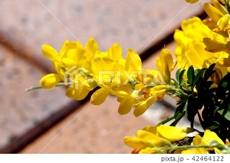 三鷹中原に咲くエニシダ(ヒメエニシダ) 三鷹中原に咲くエニシダ(ヒメエニシダ) 42464122