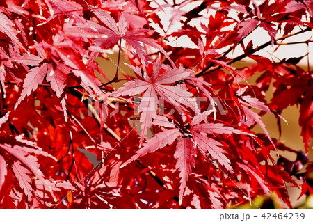 三鷹中原 紅葉したカエデの葉 42464239