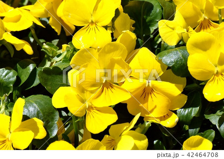 三鷹中原に咲く黄色いビオラ 42464708