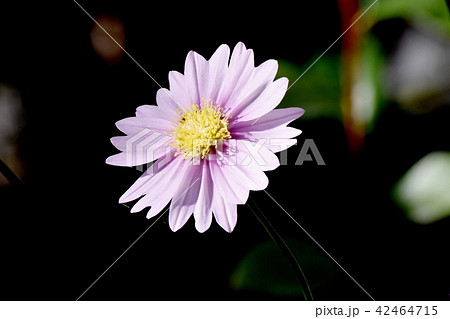 三鷹中原に咲くノコンギク 42464715