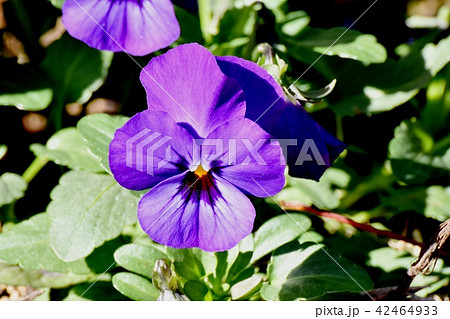 三鷹中原に咲く紫色のビオラ 42464933