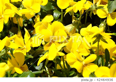 三鷹中原に咲く黄色いビオラ 三鷹中原に咲く黄色いビオラ 42464936