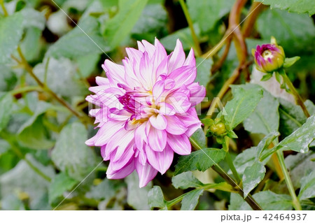 三鷹中原に咲くピンクのダリア 三鷹中原に咲くピンクのダリア 42464937