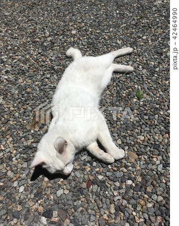 だらけた猫 だらけた猫 42464990