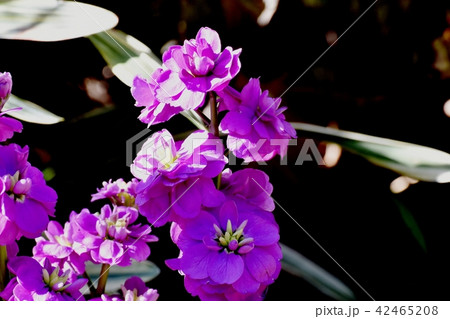 三鷹中原に咲く紫色のストック 42465208