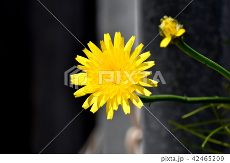 三鷹中原に咲く黄色いブタナ（タンポポモドキ） 42465209