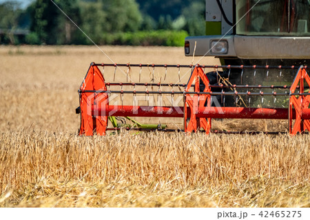 Combine harvester reaping wheat 42465275