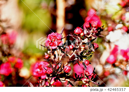 三鷹中原に咲くギョリュウバイ 三鷹中原に咲くギョリュウバイ 42465357