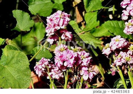 三鷹中原に咲くピンクのストック 42465363