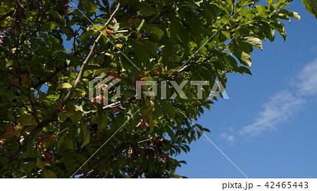 コブシの実 42465443