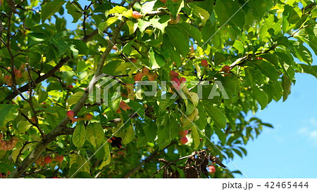 コブシの実 42465444