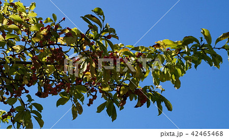 コブシの実 42465468