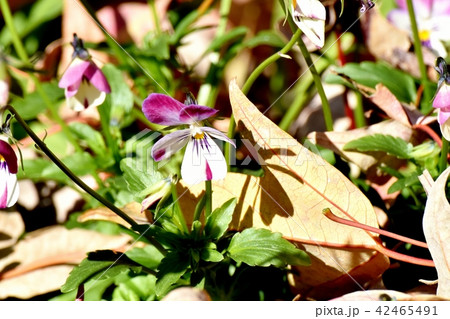 三鷹中原に咲く紫と白複色のビオラ 42465491