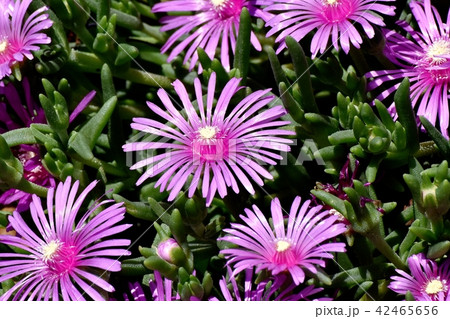 三鷹中原に咲くピンクのマツバギク 42465656