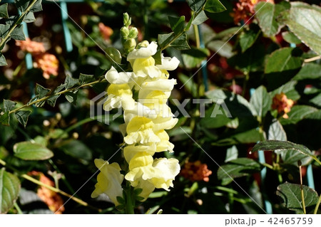 三鷹中原に咲く黄色いキンギョソウ 42465759