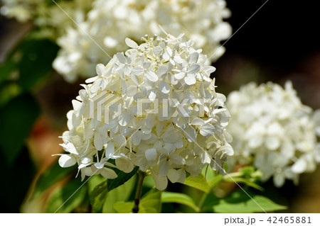 三鷹中原に咲くアジサイ 42465881