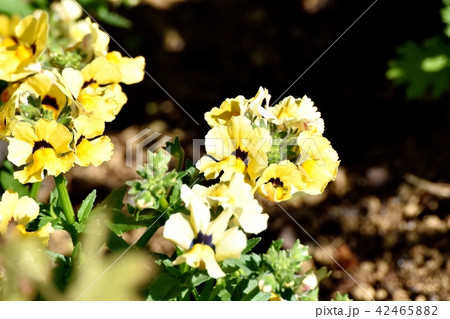 三鷹中原に咲く黄色いリナリア 42465882