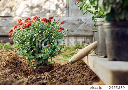 Planting red chrysanthemum bush in the garden in summer evening Planting red chrysanthemum bush in the garden in summer evening 42465889