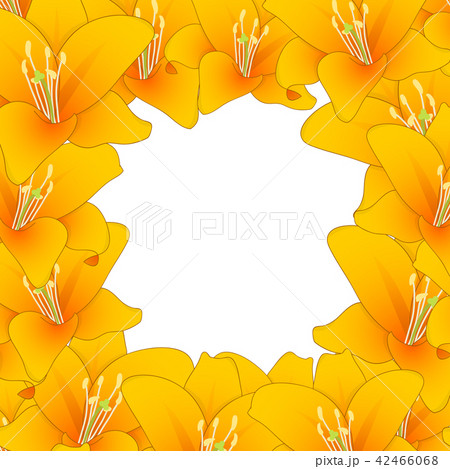 Orange Lily Border 42466068
