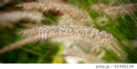 White grass flowers close up in vertical 42466338