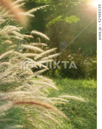 White grass flowers facing sunlight 42466339