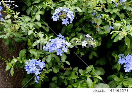 三鷹中原に咲くルリマツリ 42466573