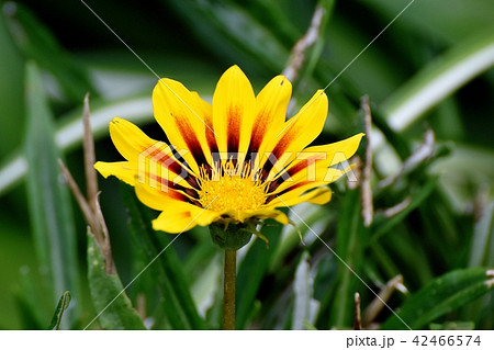 三鷹中原に咲くガザニア 42466574