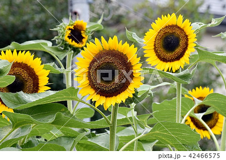 三鷹中原に咲くヒマワリ 三鷹中原に咲くヒマワリ 42466575