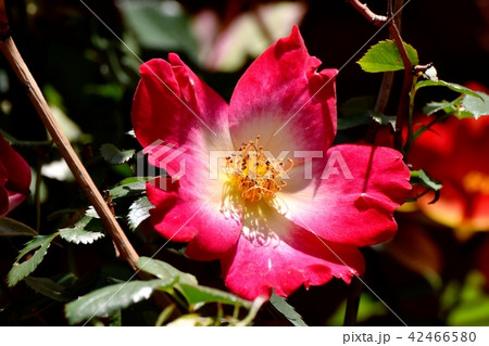 三鷹中原に咲く赤い一重のバラ（カクテル） 42466580