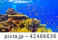 Tropical Fish on Vibrant Coral Reef 42466636