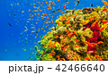 Tropical Fish on Vibrant Coral Reef 42466640