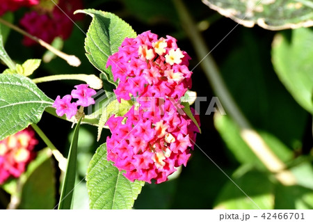 三鷹中原に咲く濃いピンクのランタナ（シチヘンゲ） 42466701