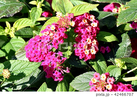 三鷹中原に咲く濃いピンクのランタナ（シチヘンゲ） 42466707