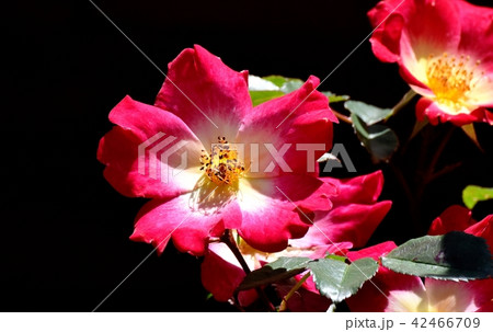 三鷹中原に咲く赤い一重のバラ(カクテル) 三鷹中原に咲く赤い一重のバラ(カクテル) 42466709