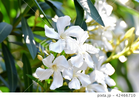 三鷹中畑に咲く白いキョウチクトウ 42466710